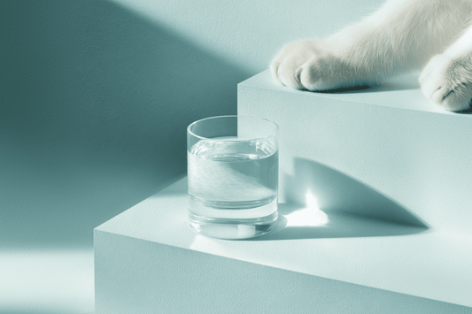 N°1 : Hydrater le corps de votre animal de l’intérieur et de l’extérieur