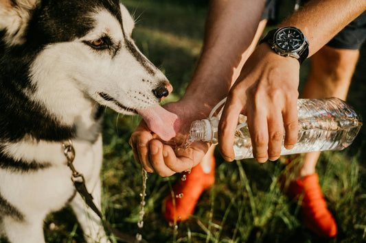 hydratation-chien-eau